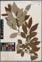 Foto von Salix caprea L.